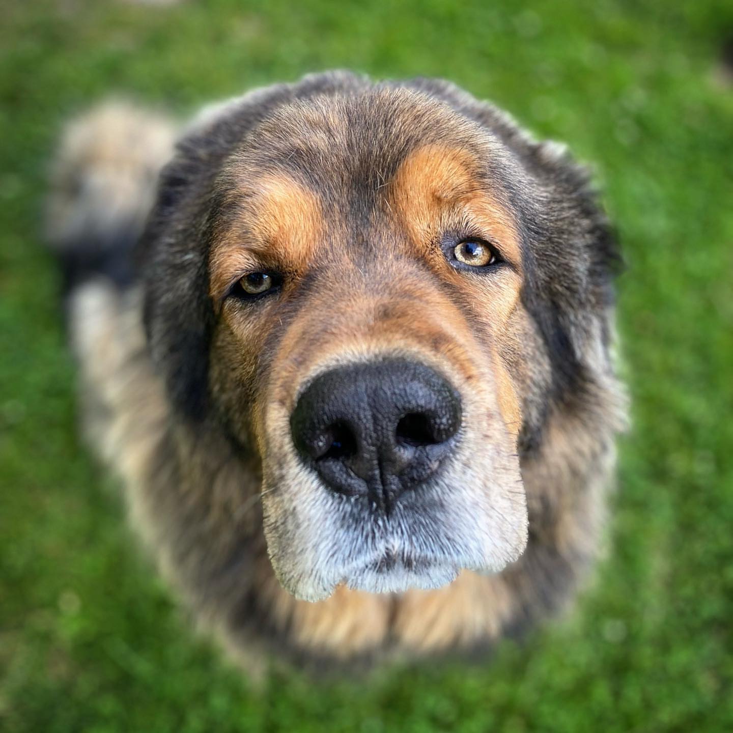 corgi mastiff