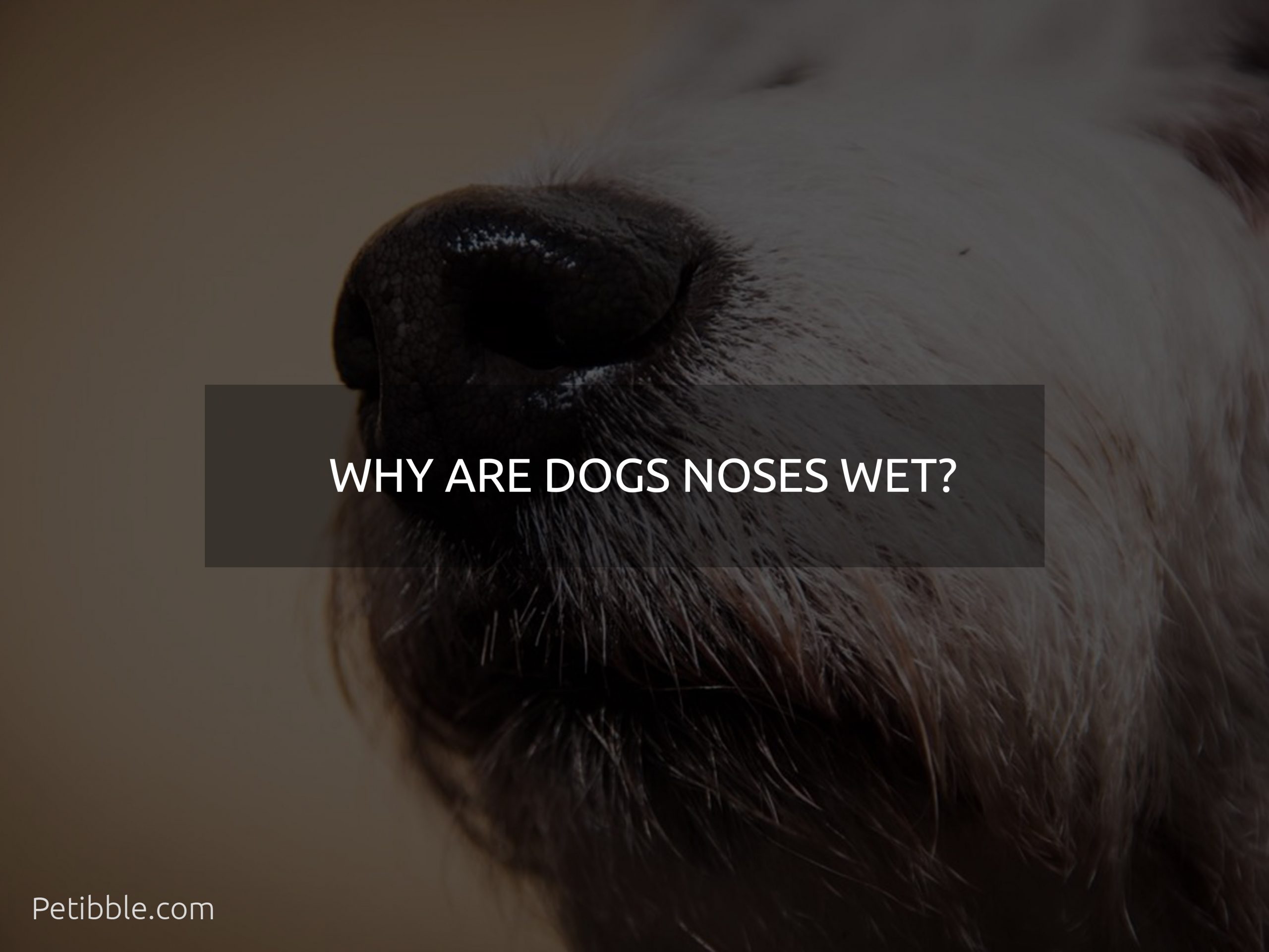why are dogs noses wet?