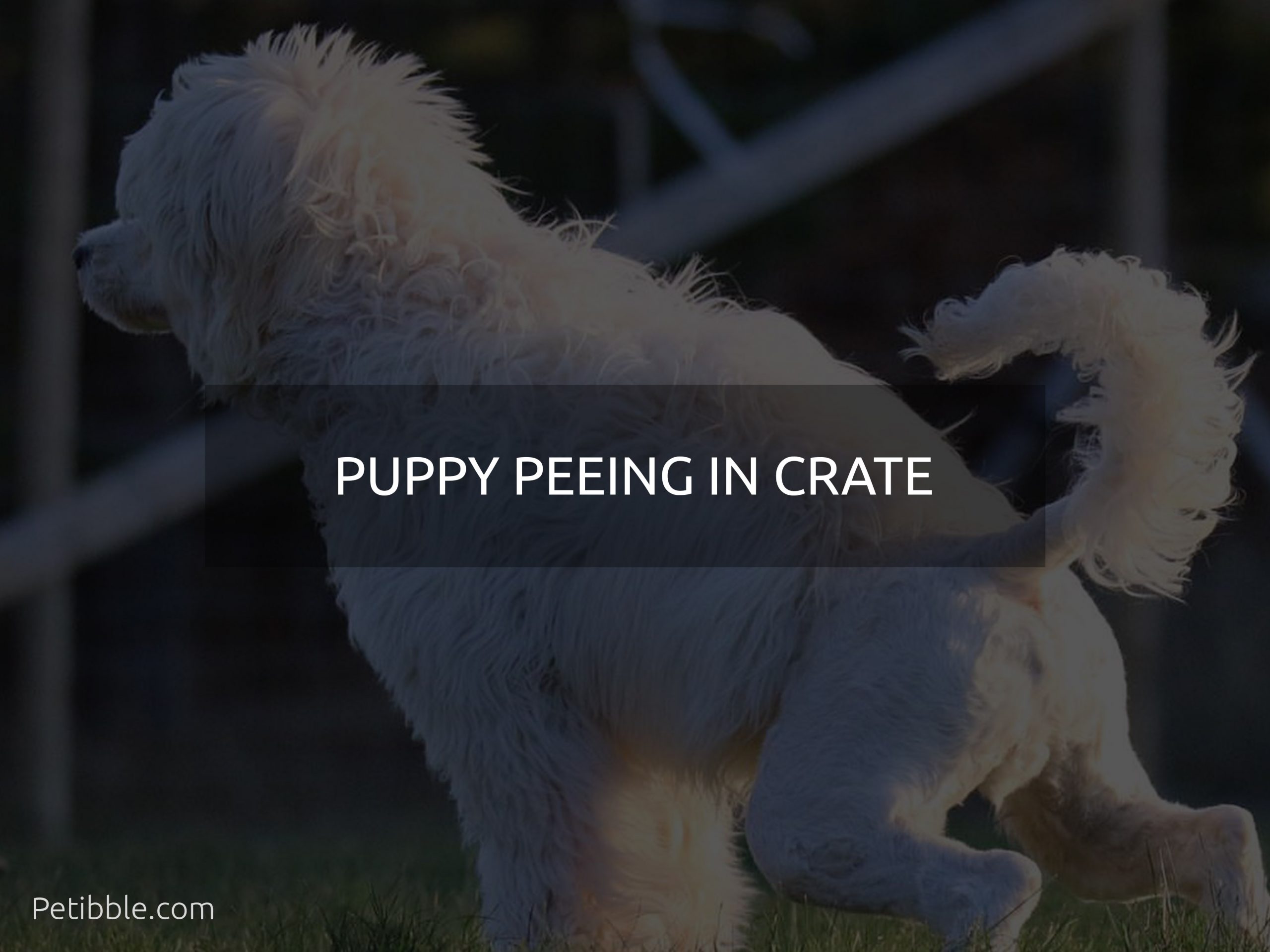 puppy peeing in crate