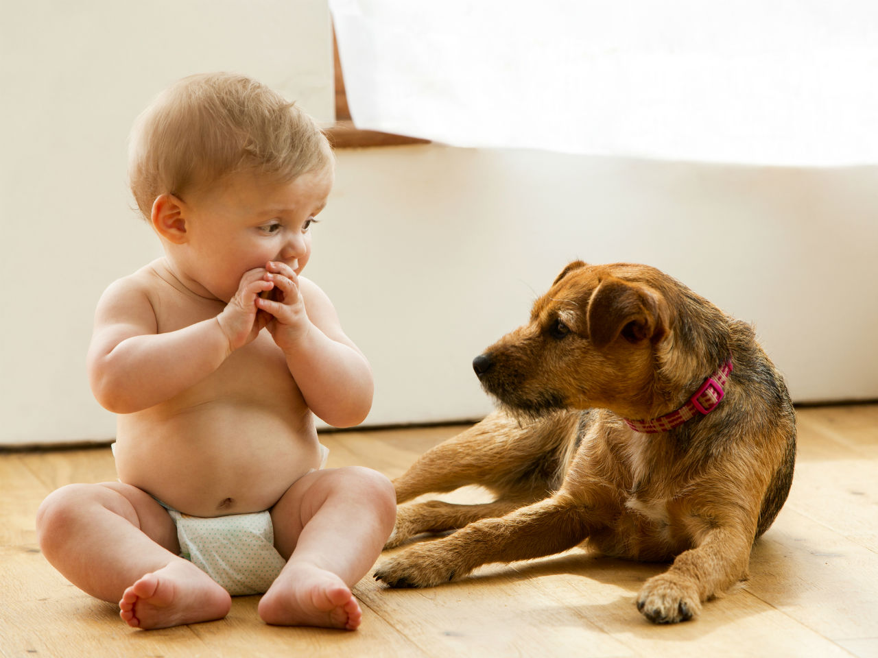Why do dogs lick babies hands?