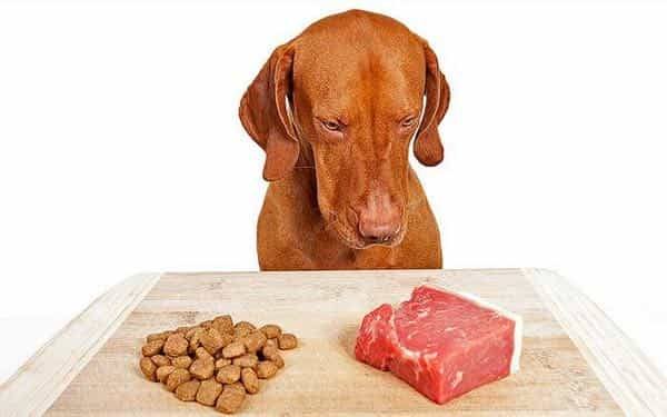 can dogs eat beef?