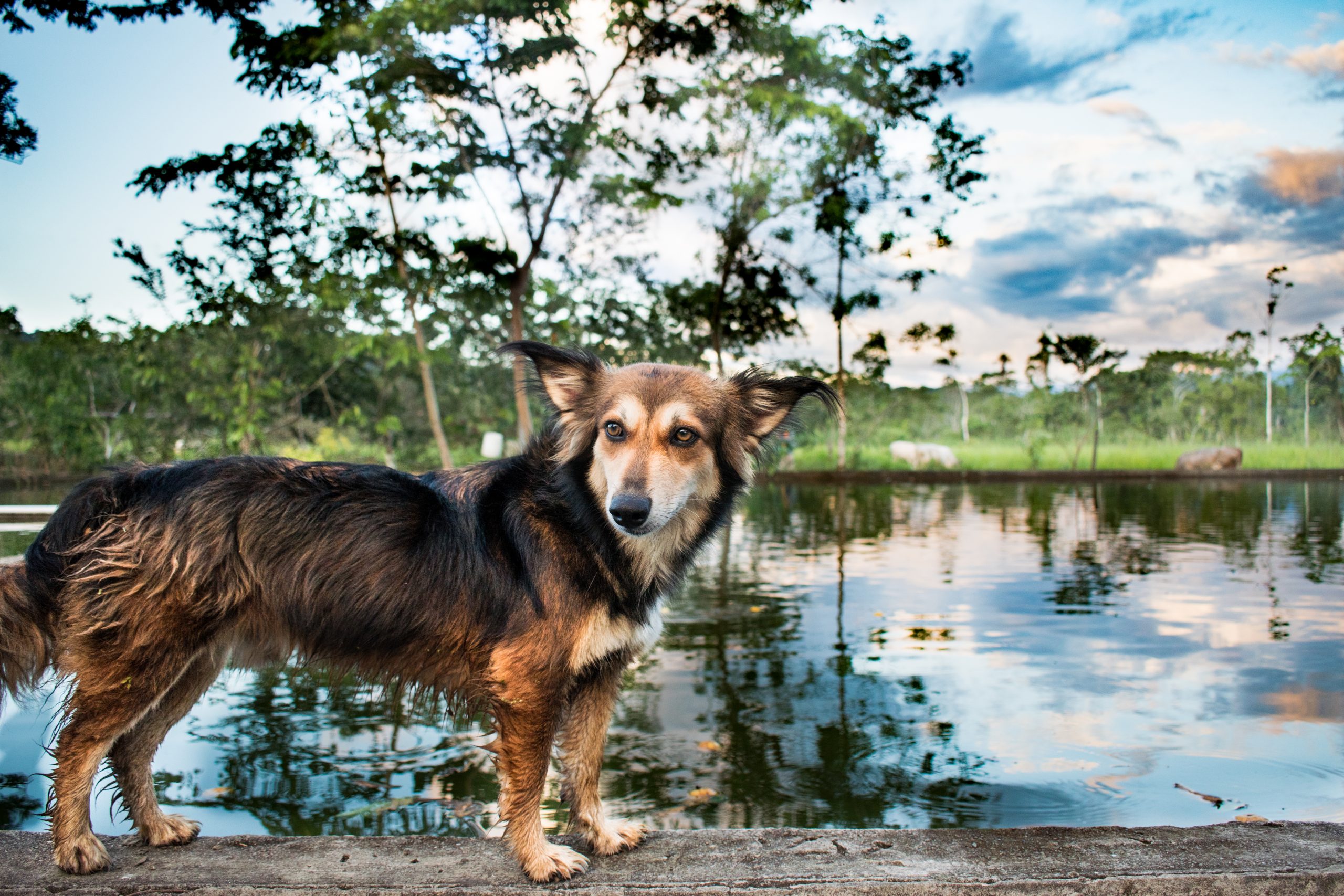is aquaphor safe for dogs?