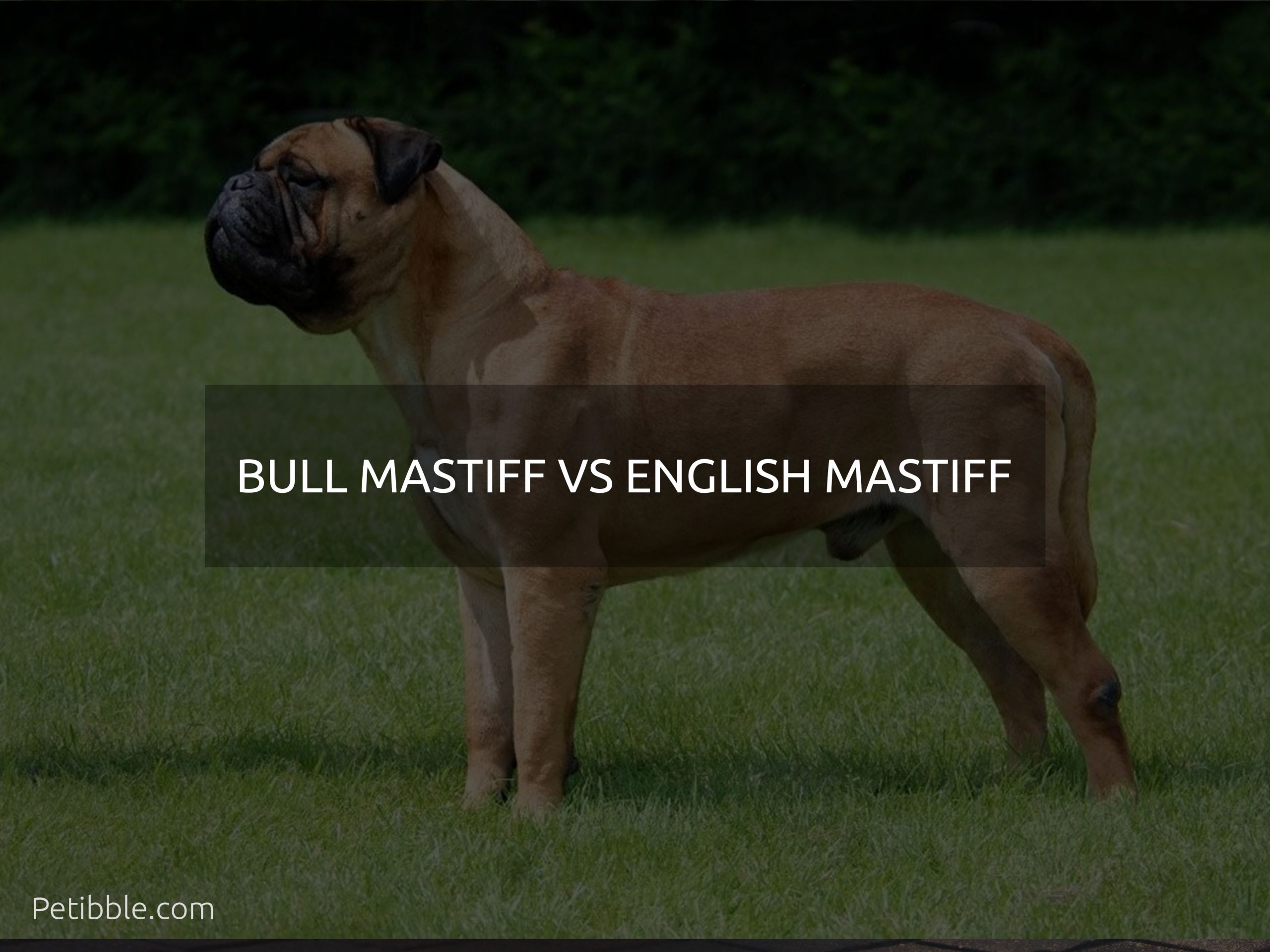 bull mastiff vs english mastiff
