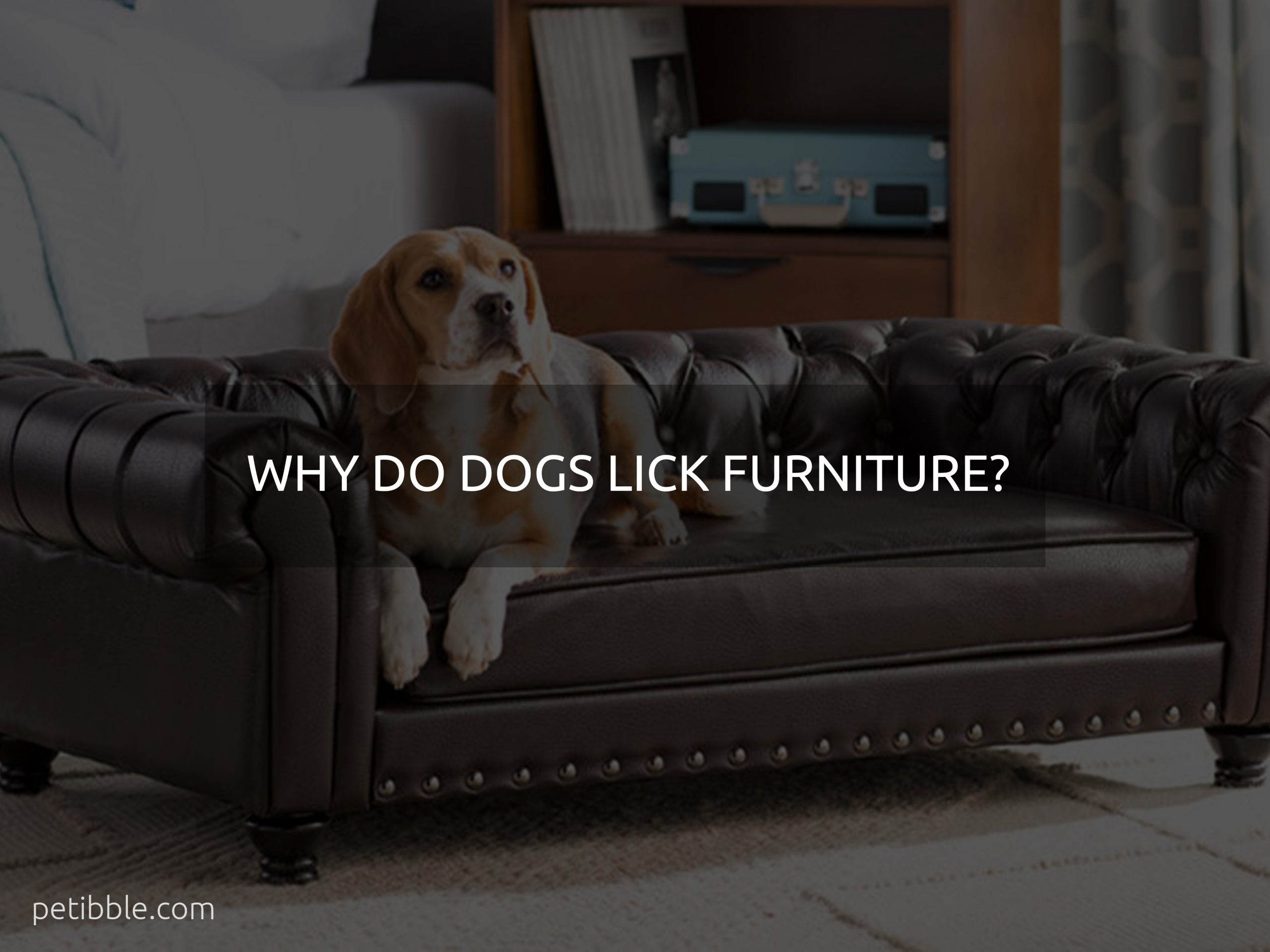 why do dogs lick furniture?