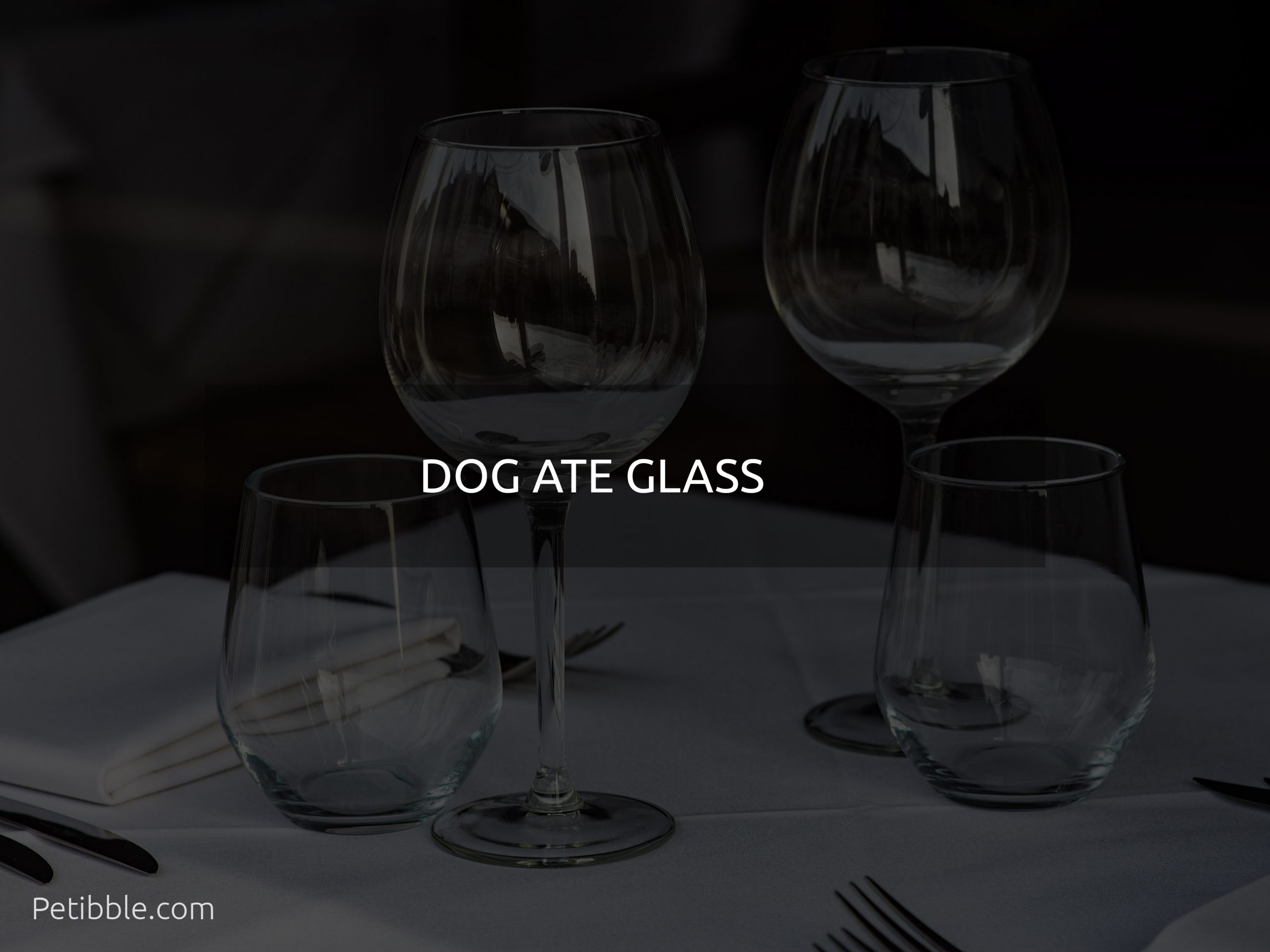 Dog ate glass