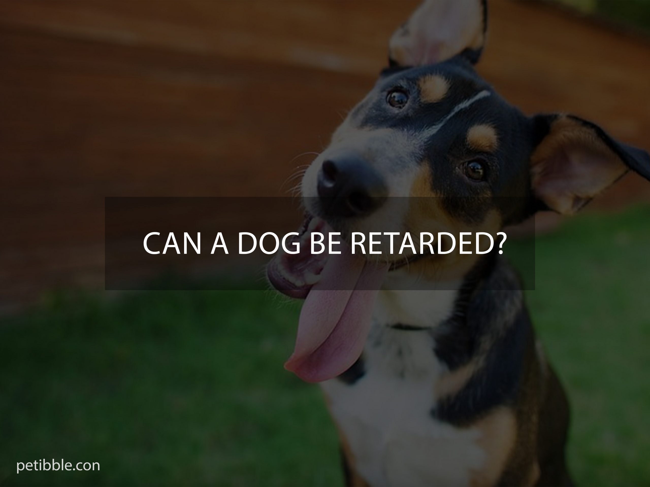 can a dog be retarded?