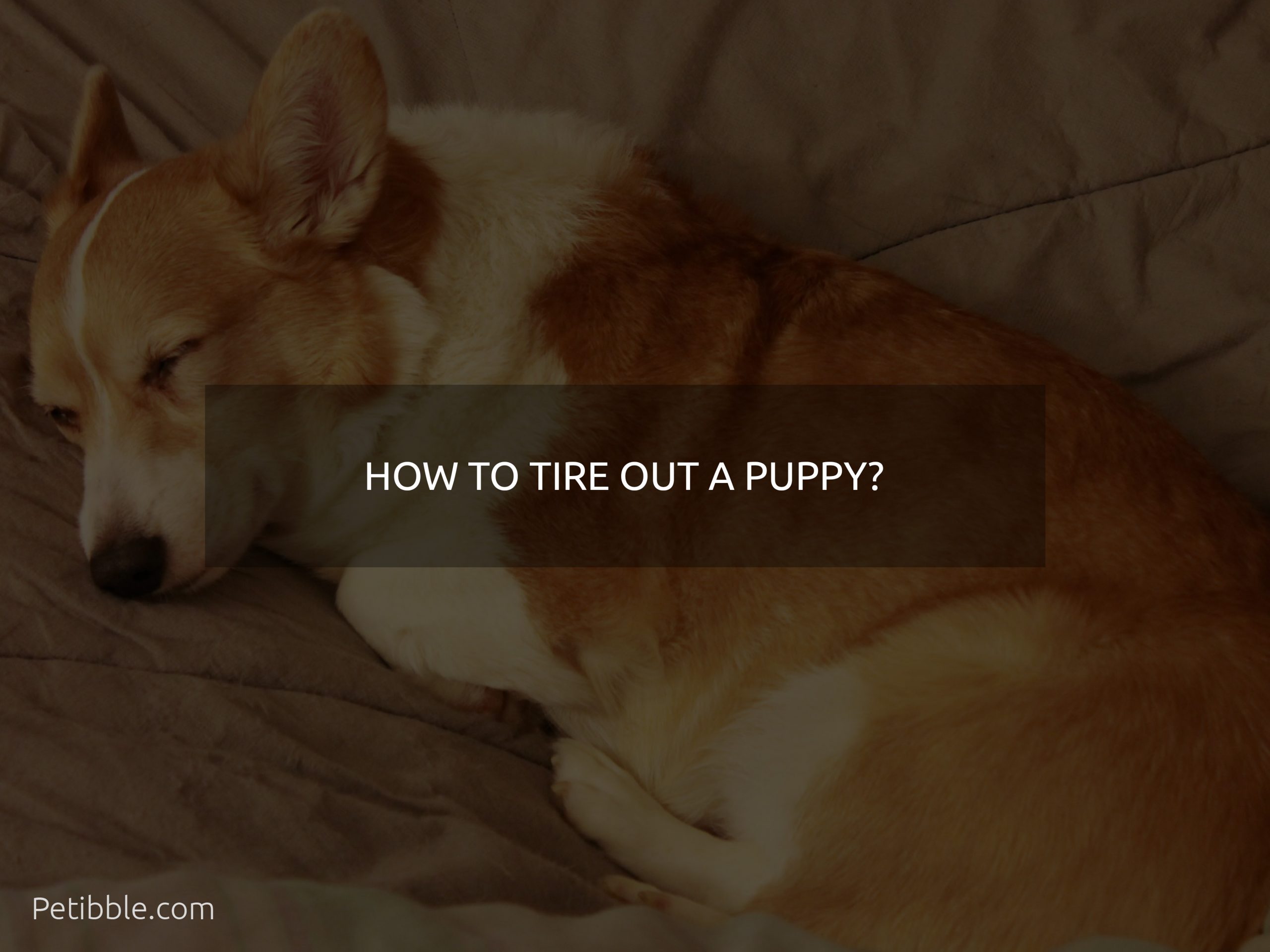 how to tire out a puppy?