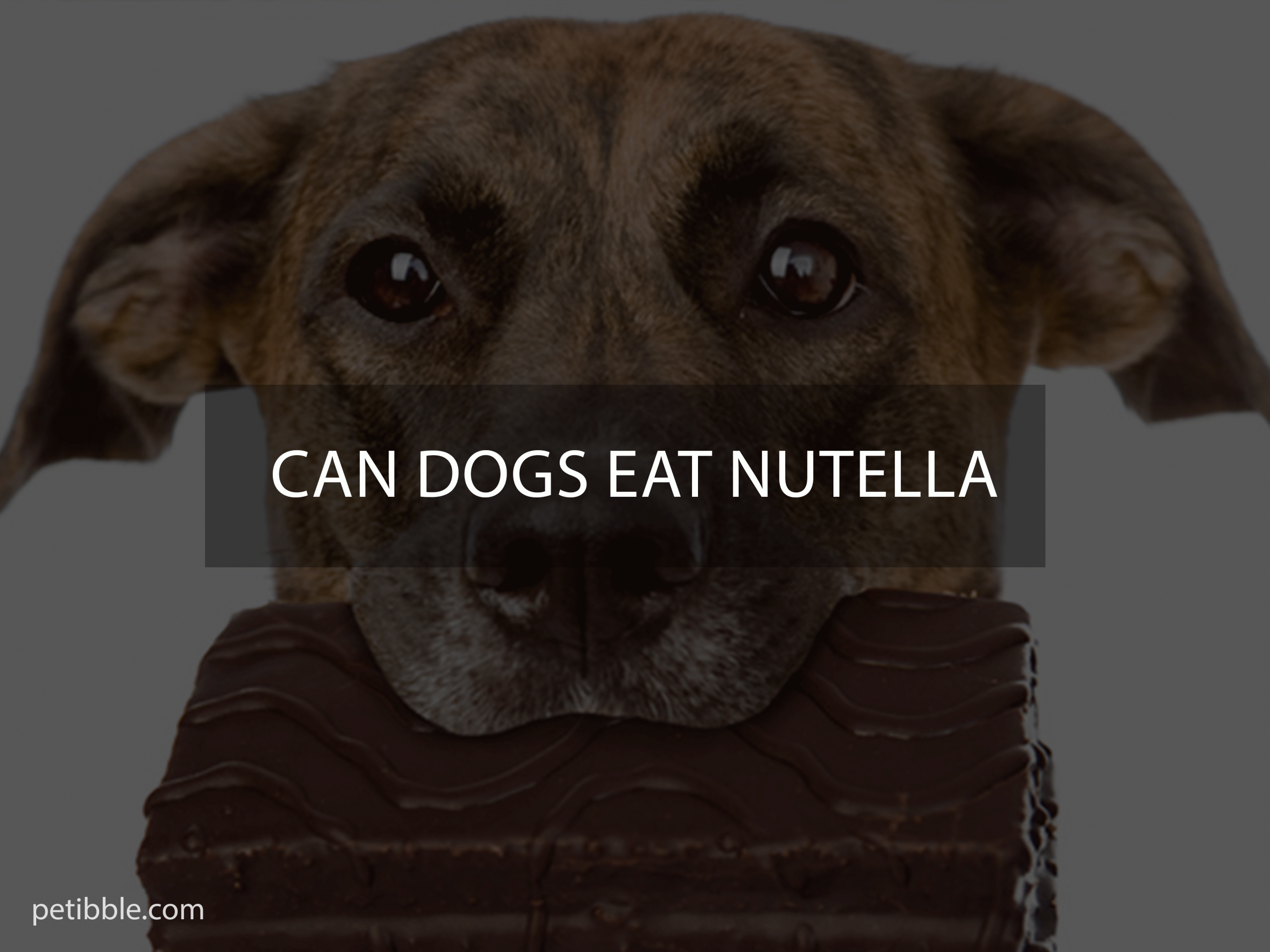 can dogs eat nutella