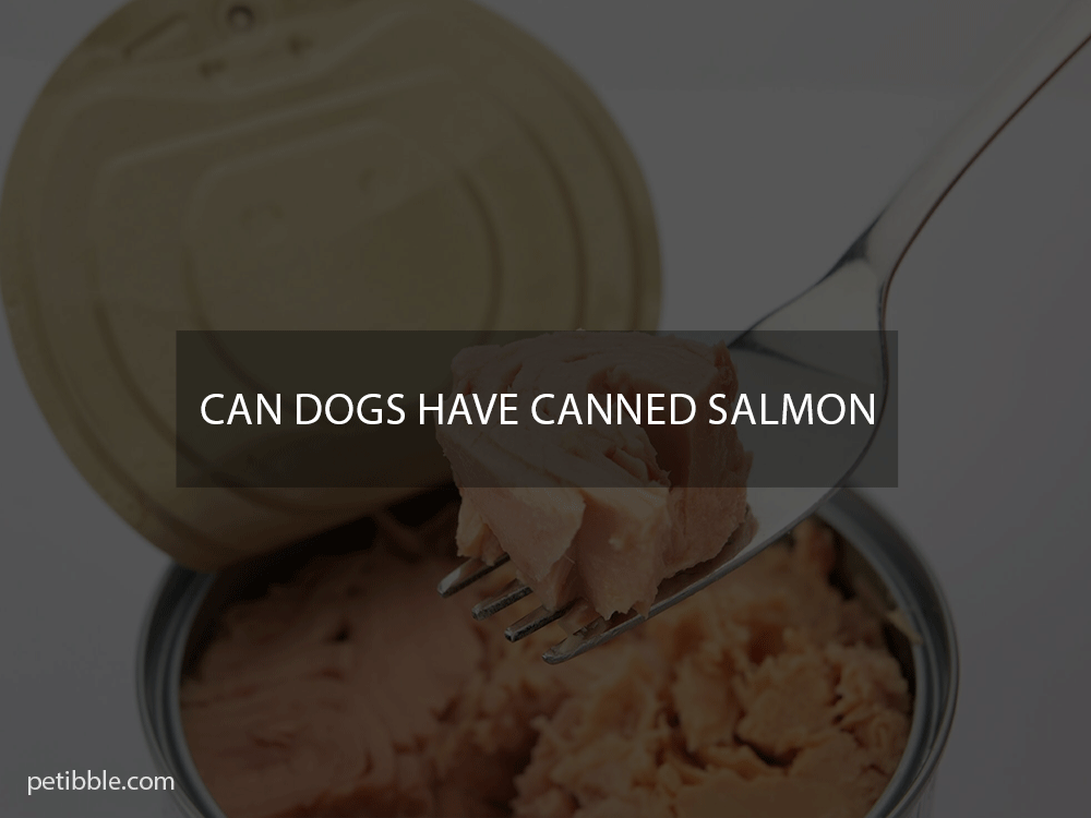 can dogs have canned salmon