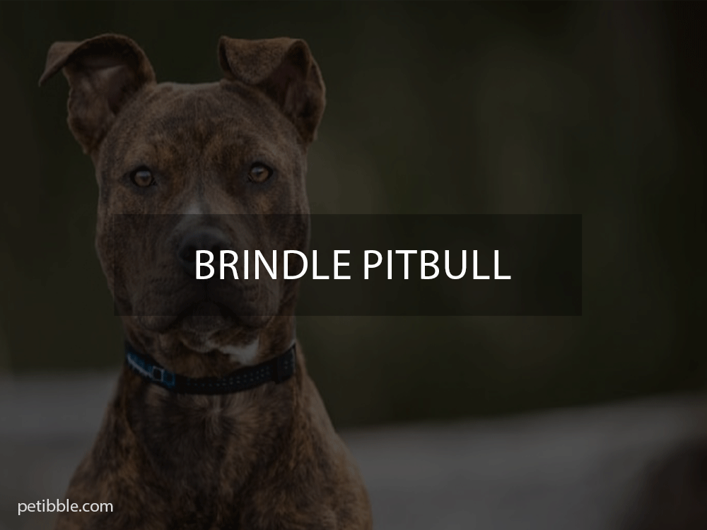 All about Brindle Pitbull breed 