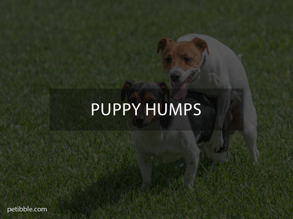 why does my Puppy humps?
