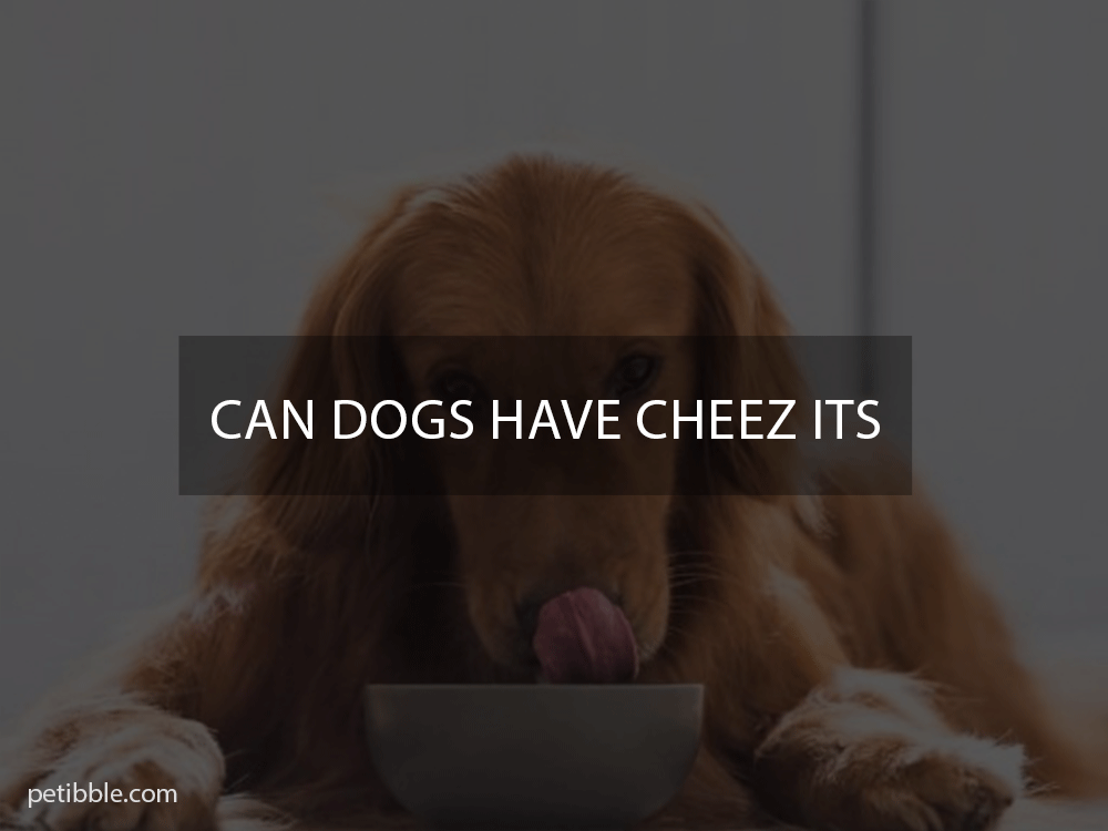 can dogs have cheez its
