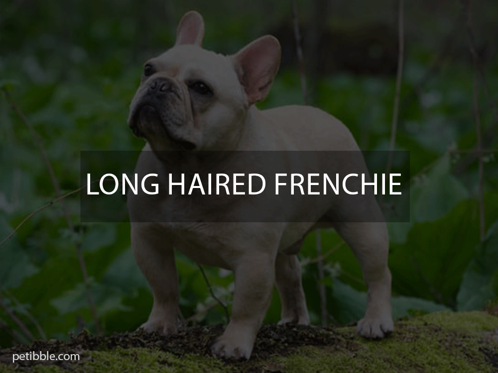what is long haired frenchie?
