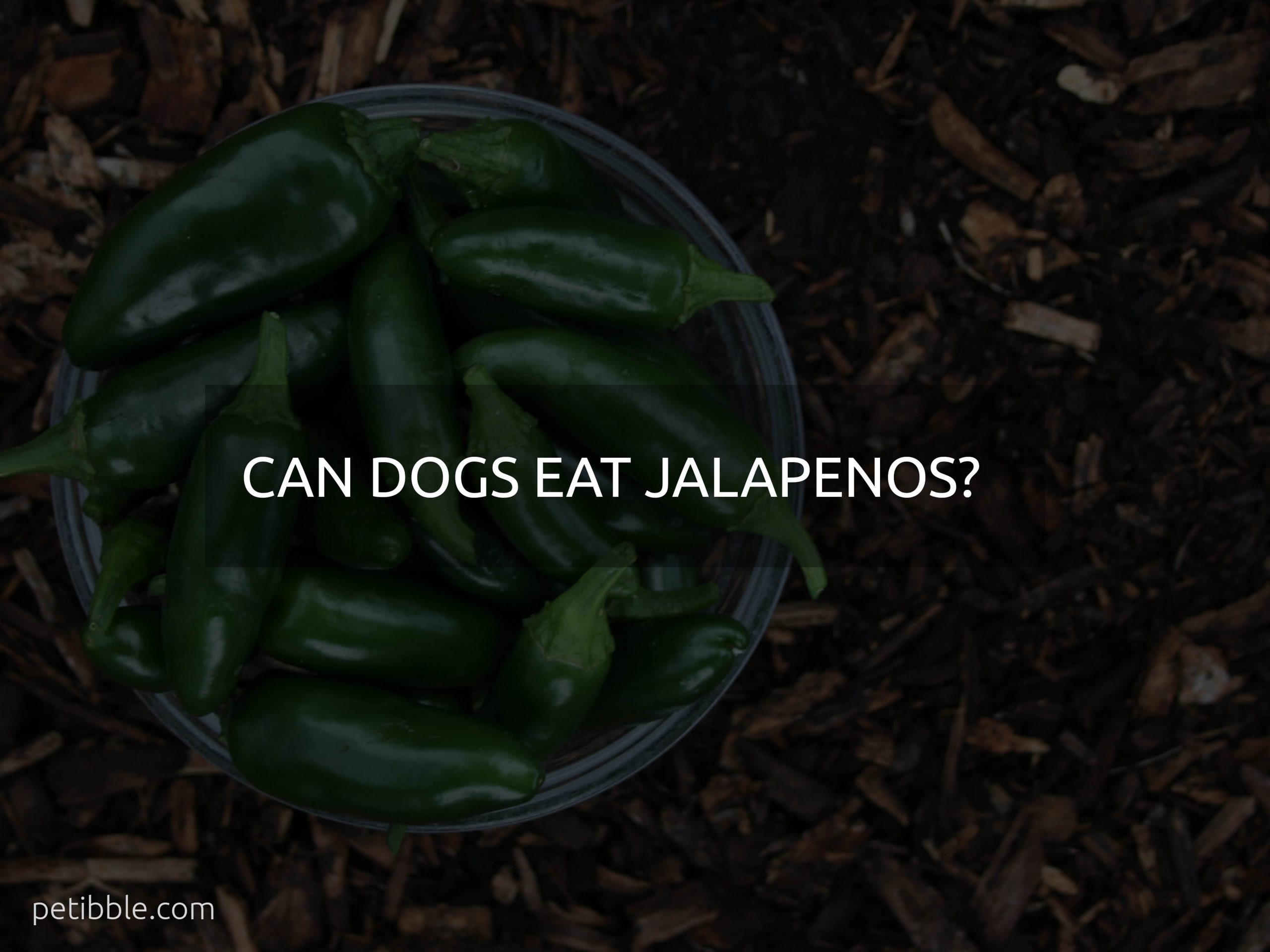 can dogs eat jalapenos?