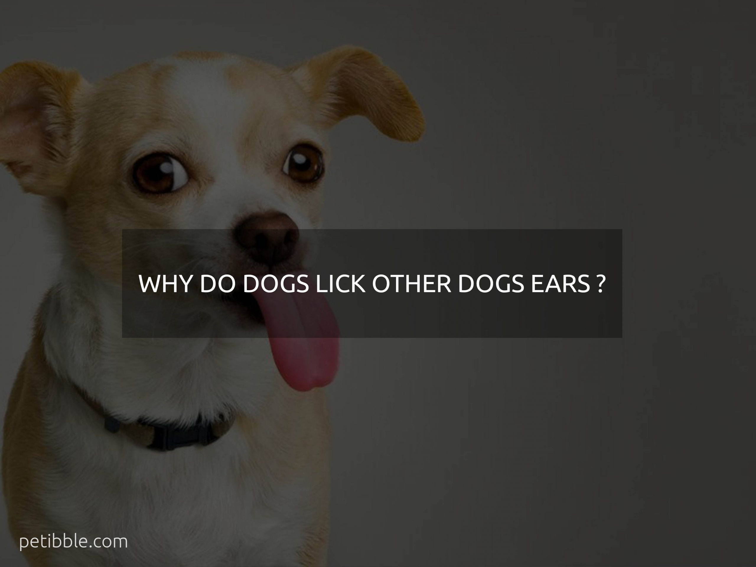 why do dogs lick other dogs ears?