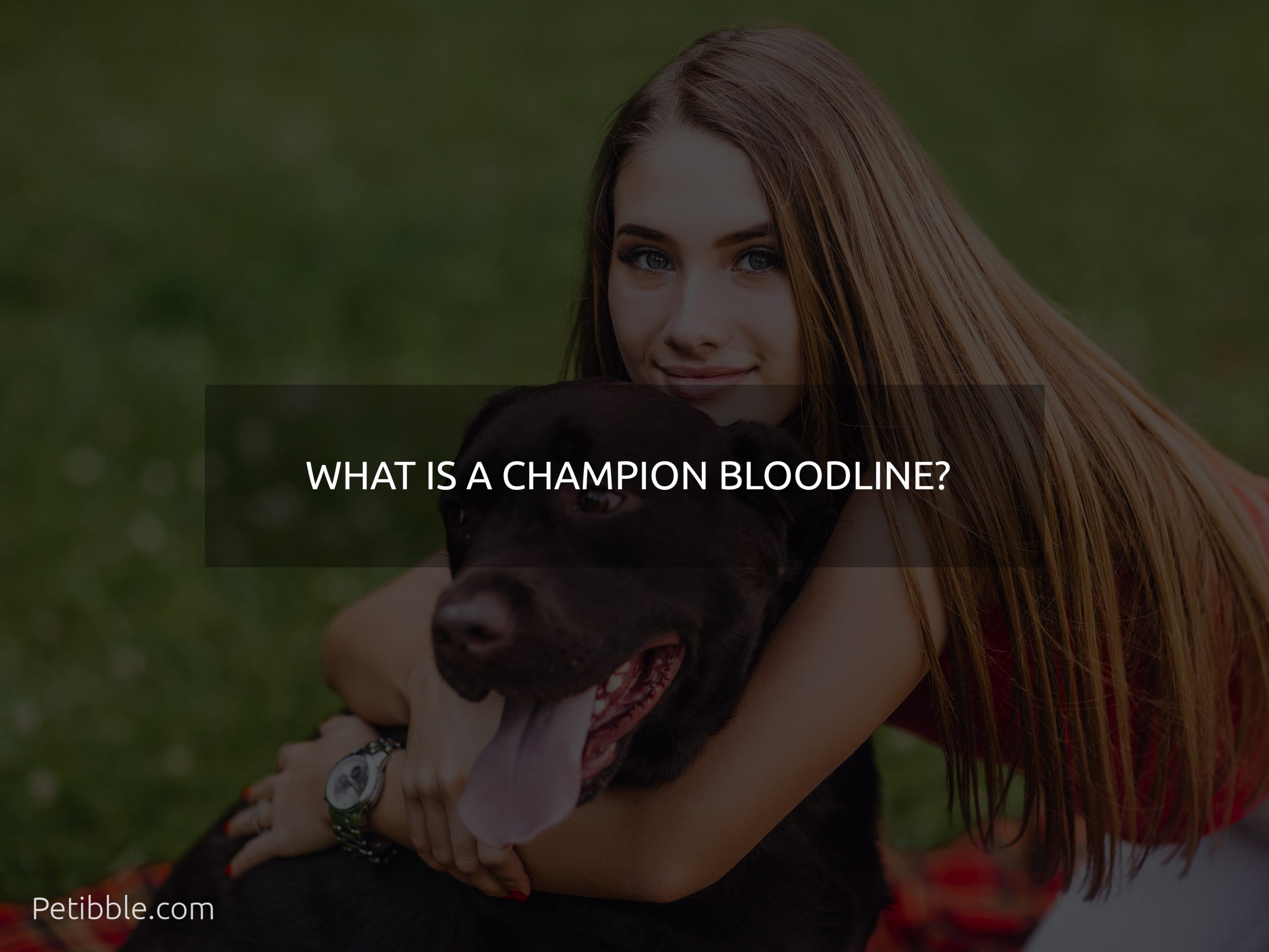 What is a champion bloodline?