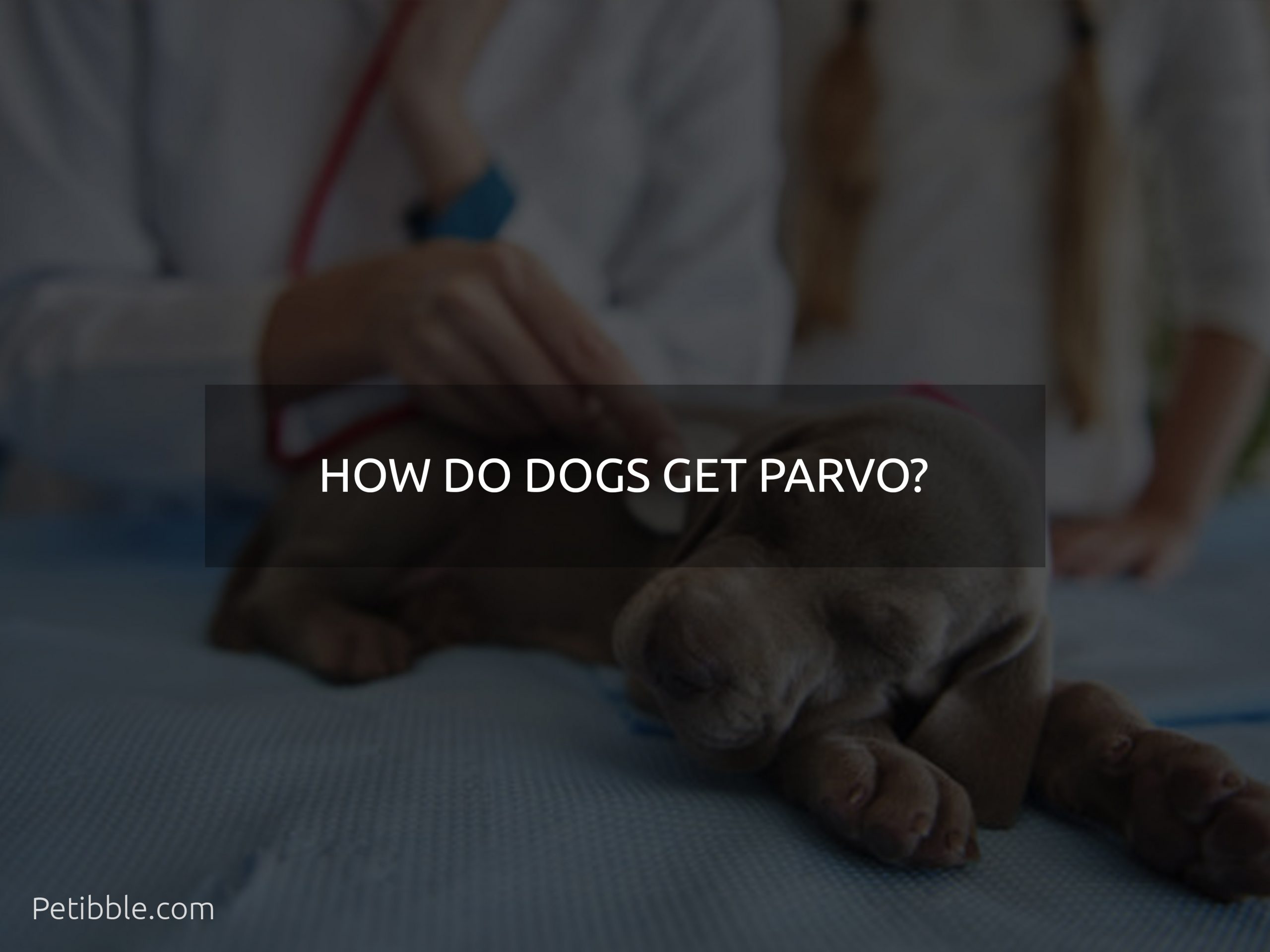 how do dogs get parvo?
