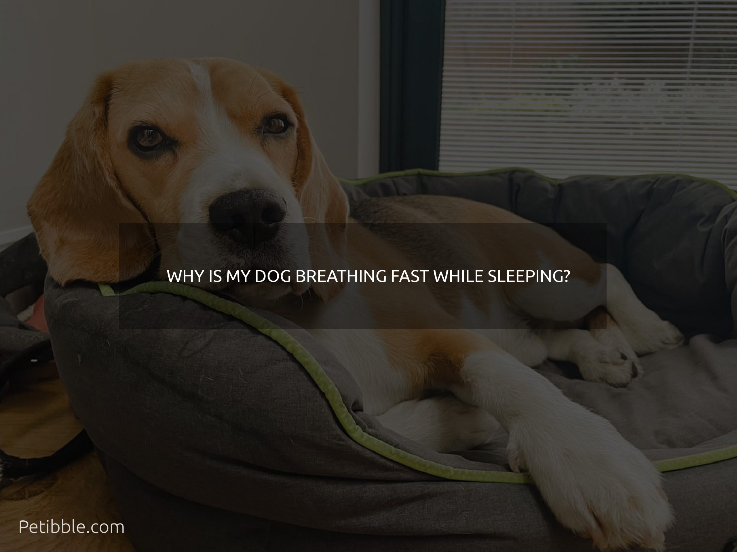 why is my dog breathing fast while sleeping?