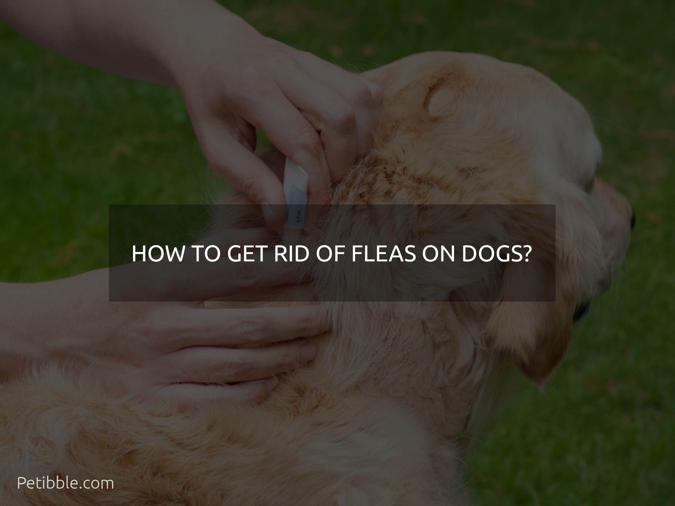how to get rid of fleas on dogs?