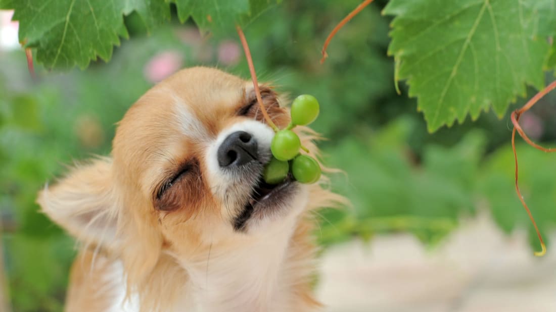 why are grapes bad for dogs?