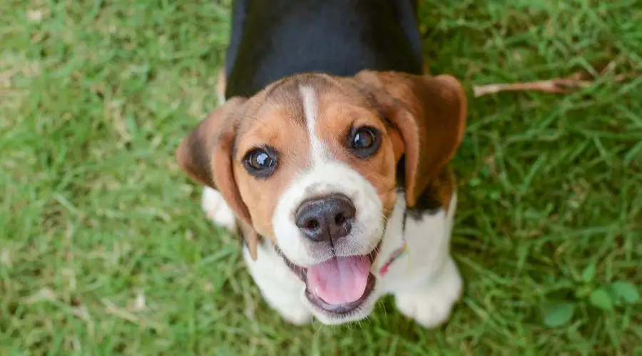 what is average weight of a beagle