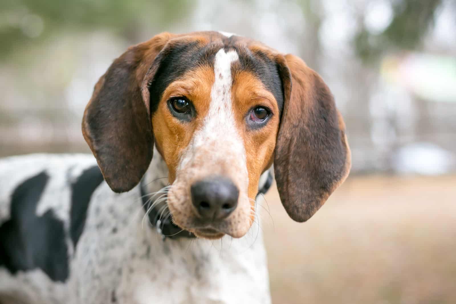 treeing walker coonhound beagle mix