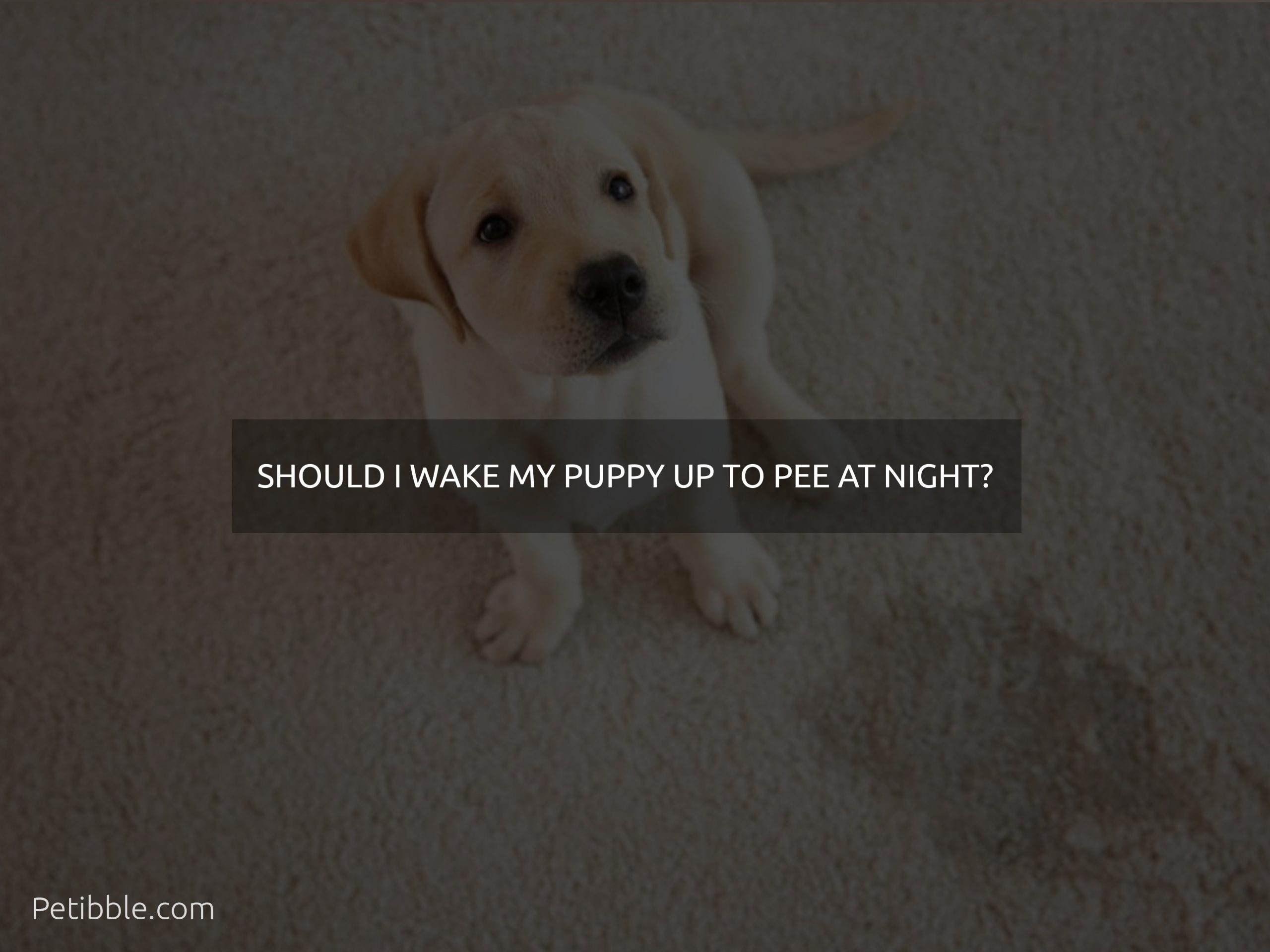 should i wake my puppy up to pee at night