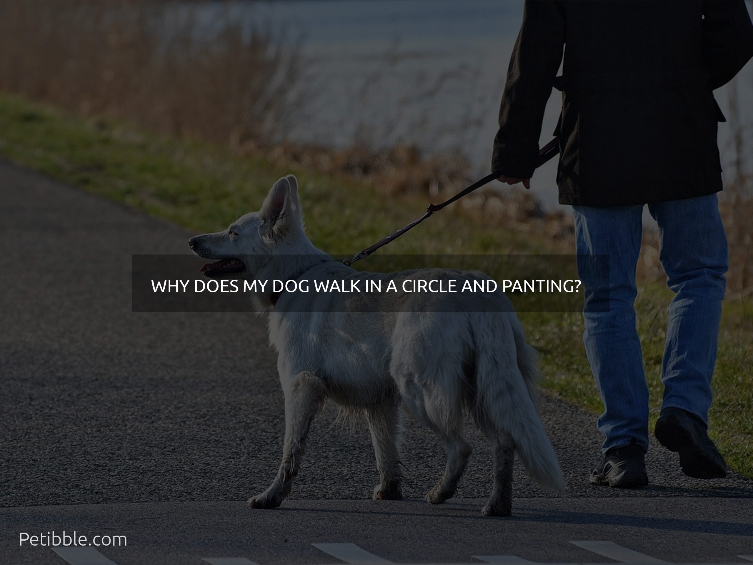  Why Does My dog walk in a circle And panting?