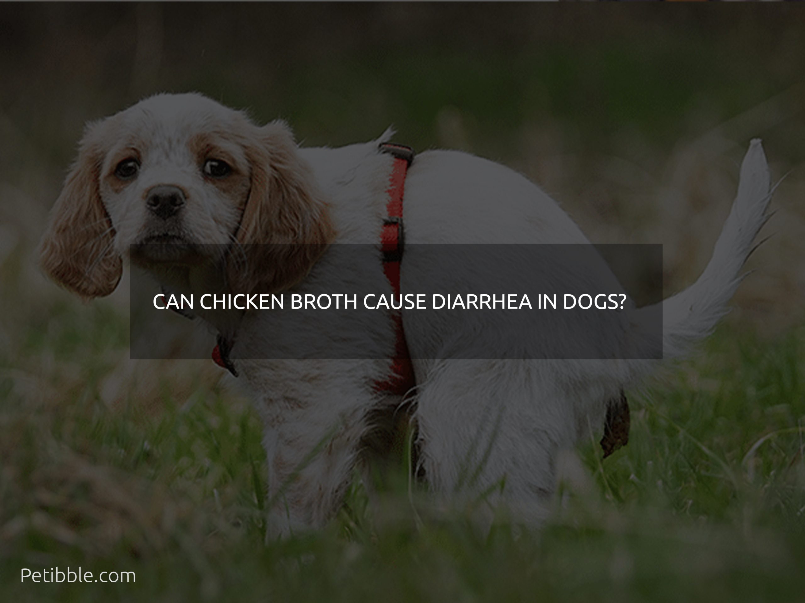 can chicken broth cause diarrhea in dogs?
