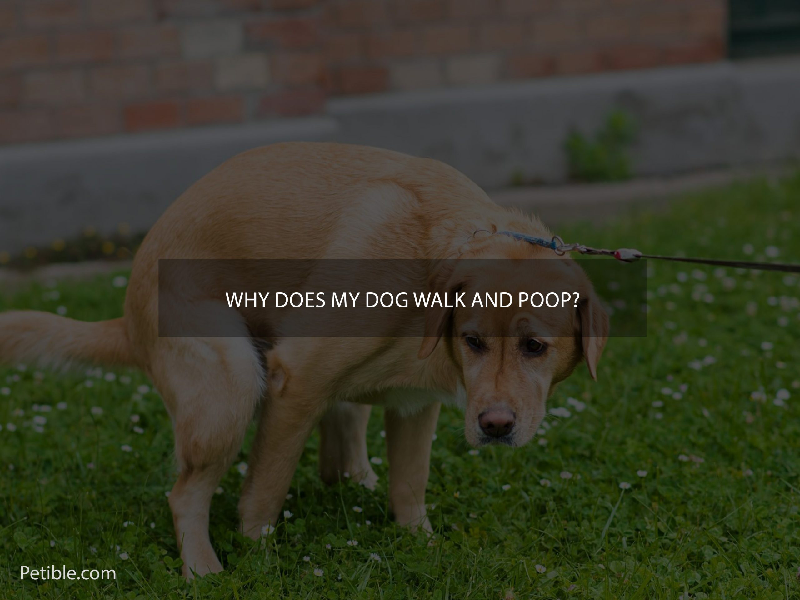 why does my dog walk and poop?