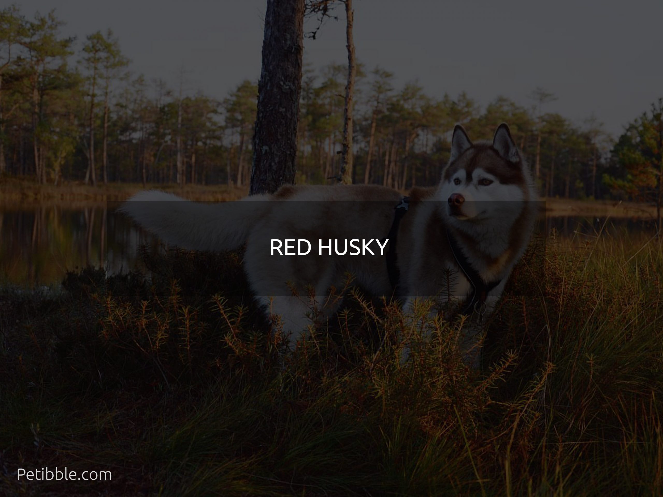 Red husky