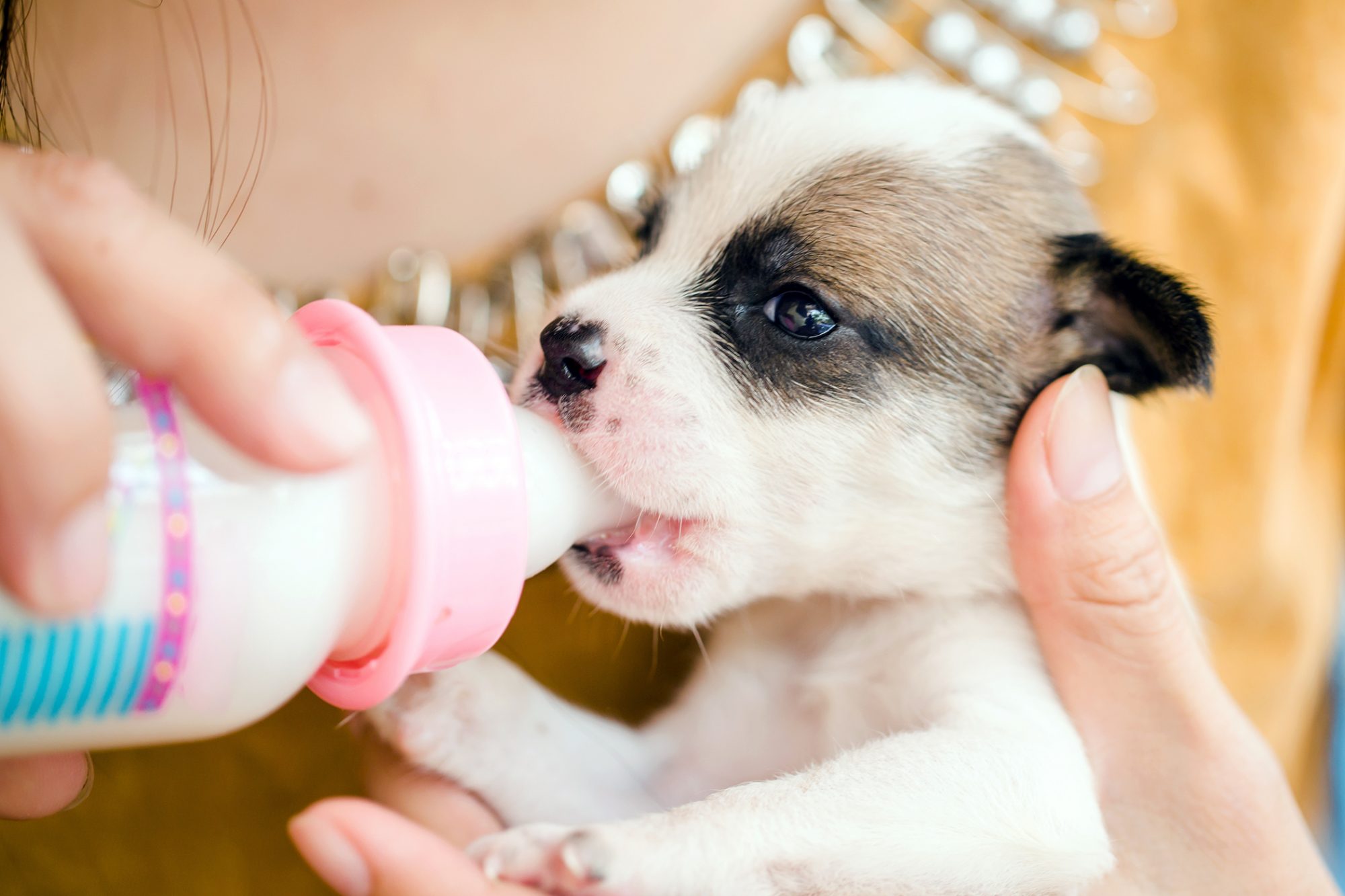 what kind of milk can puppies drink