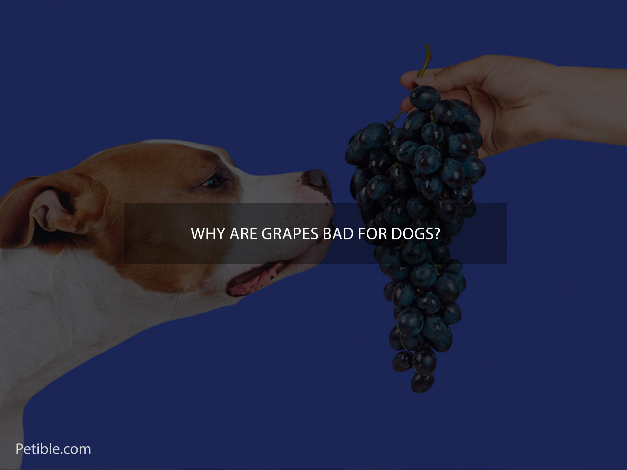why are grapes bad for dogs