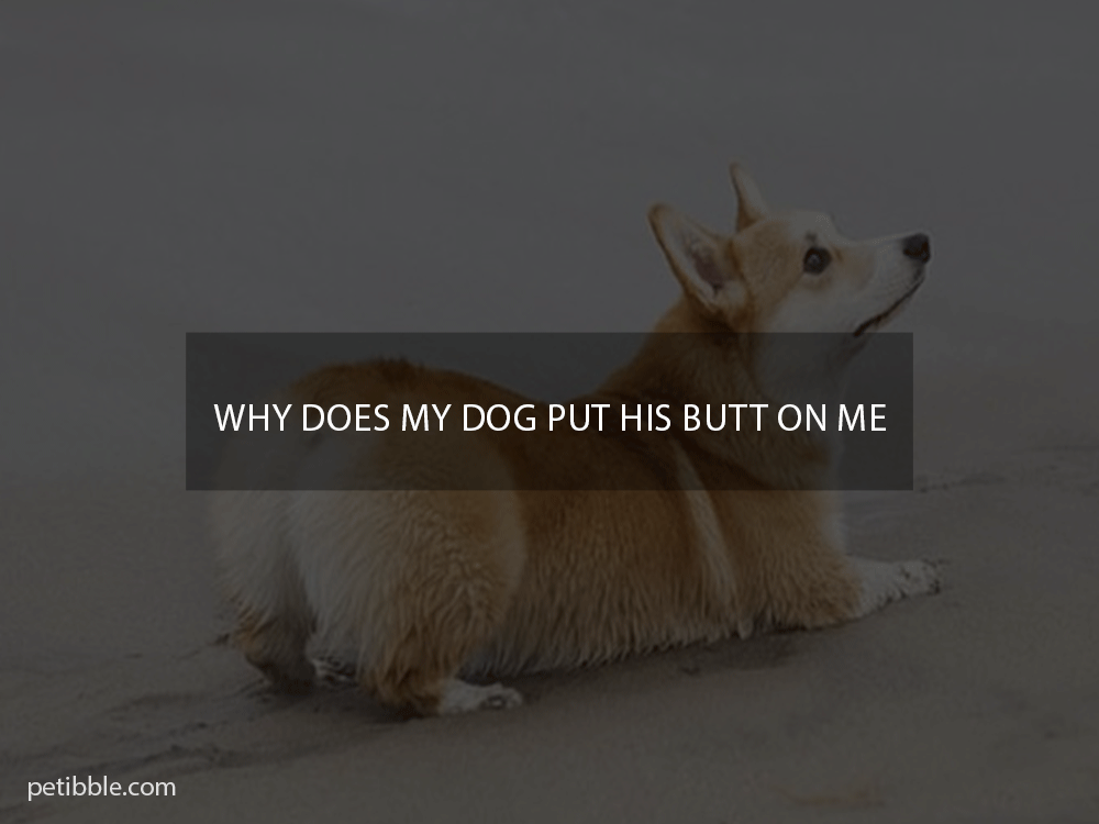 Why does my dog put his butt on me