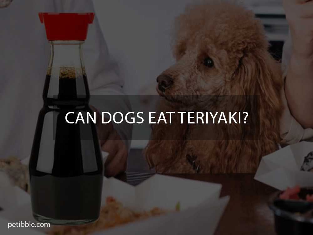 can dogs eat teriyaki
