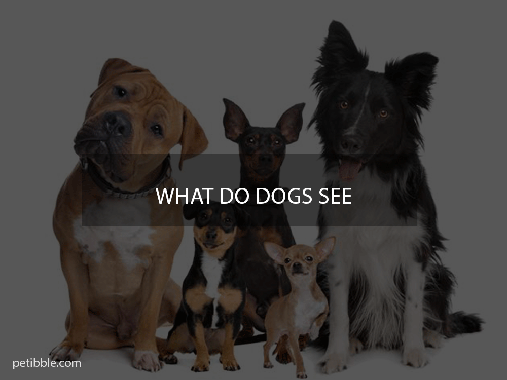 what do dogs see