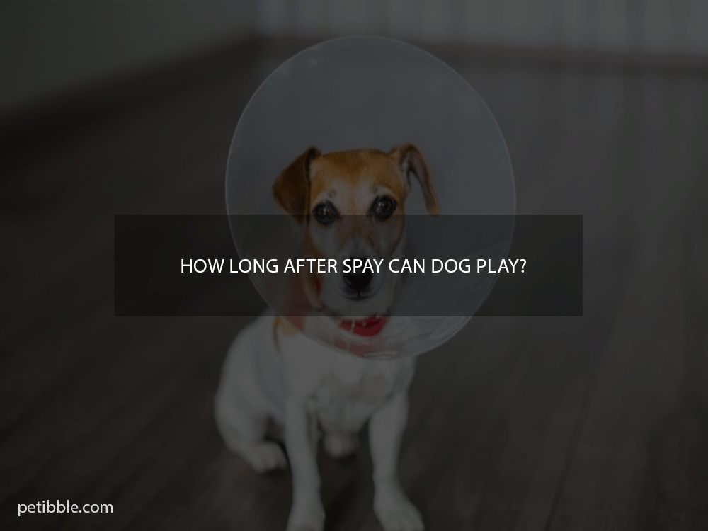 how long after spay can dog play?