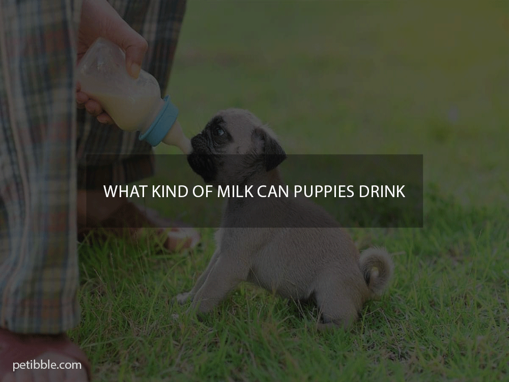 what kind of milk can puppies drink