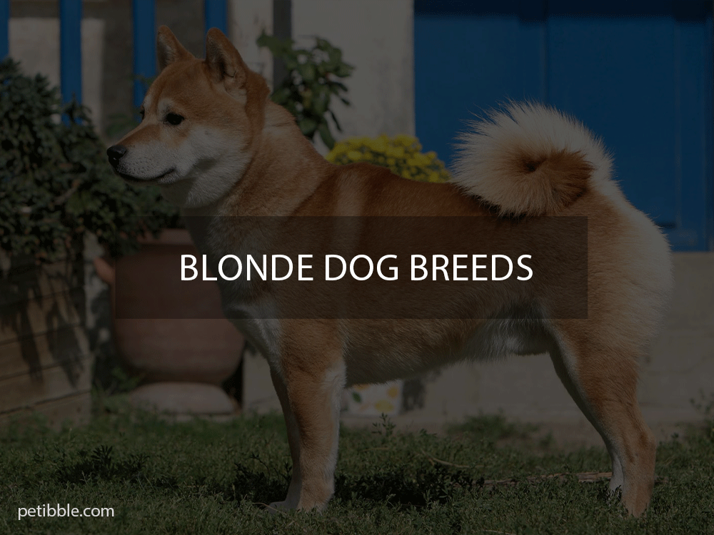 everything you need to know about blonde dog breeds 🐶 - Petibble