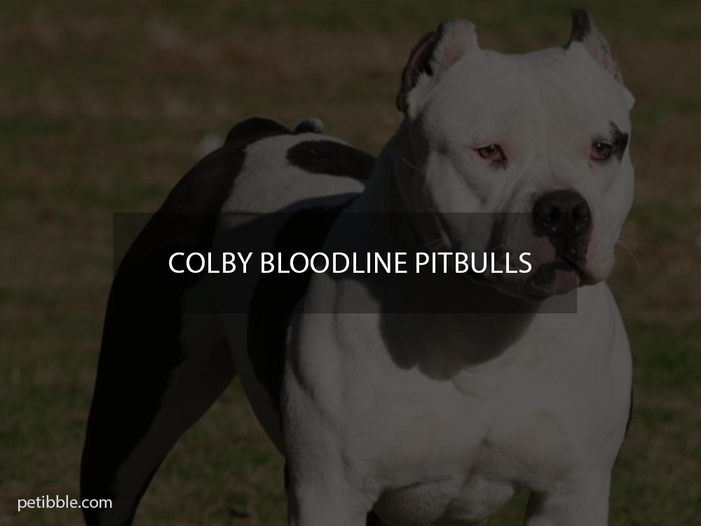 colby bloodline pitbulls
