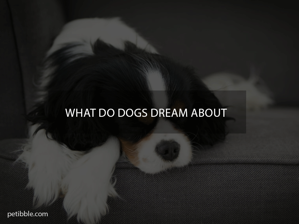what do dogs dream about?
