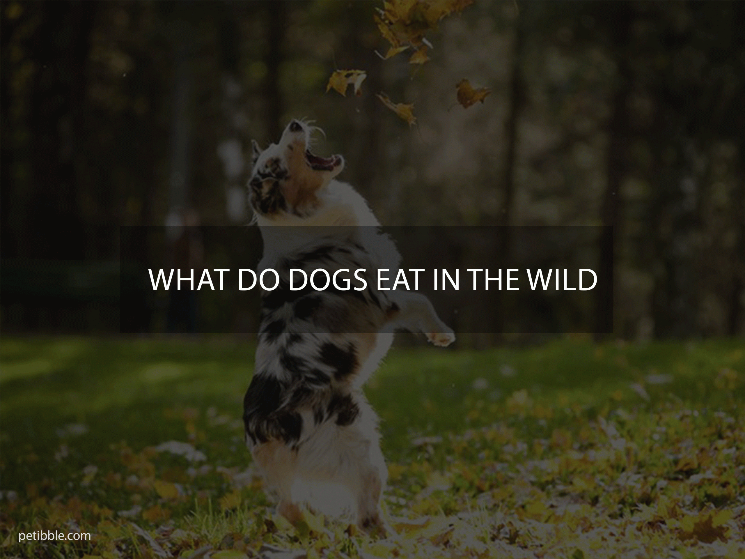 what do dogs eat in the wild