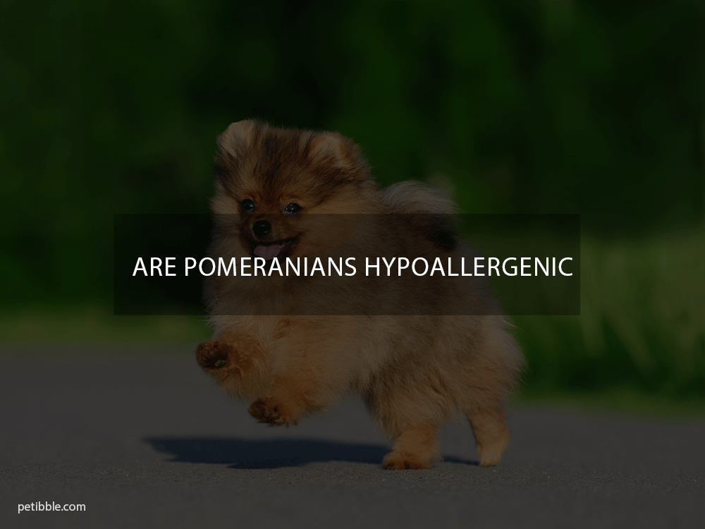 Are pomeranians hypoallergenic?