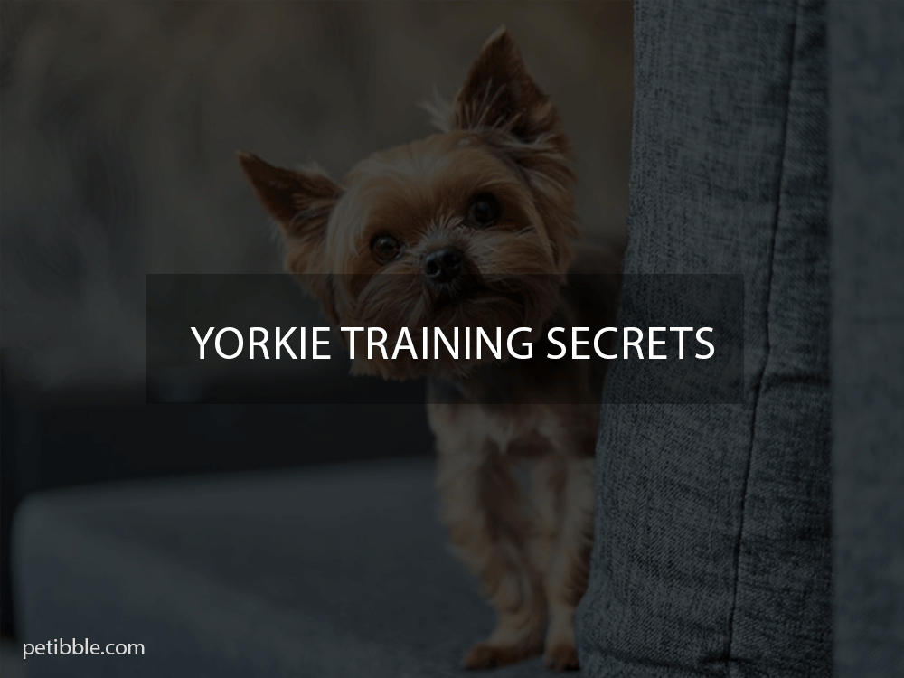yorkie training secrets