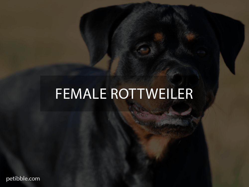 female rottweiler