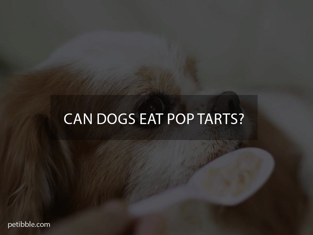 Can dogs eat pop tarts?