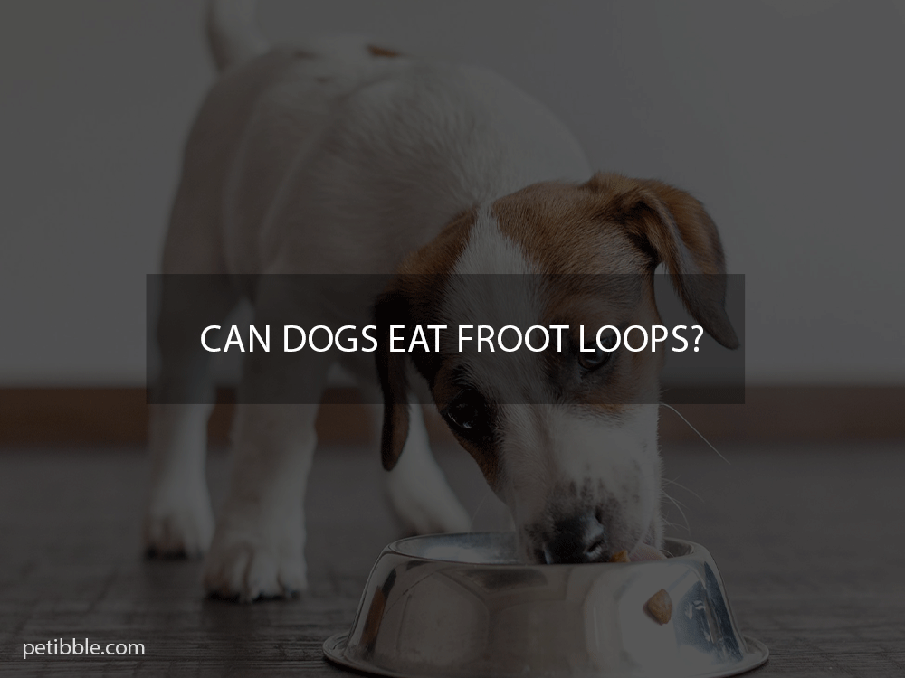 can dogs eat froot loops?