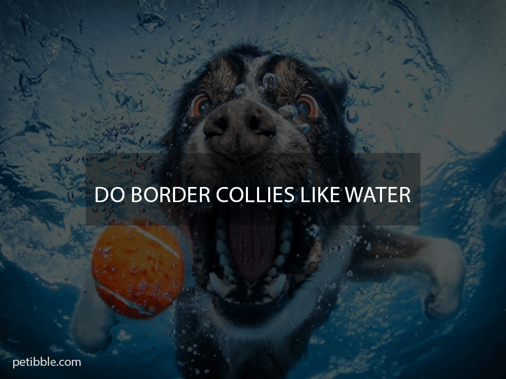 Do border collies like water?