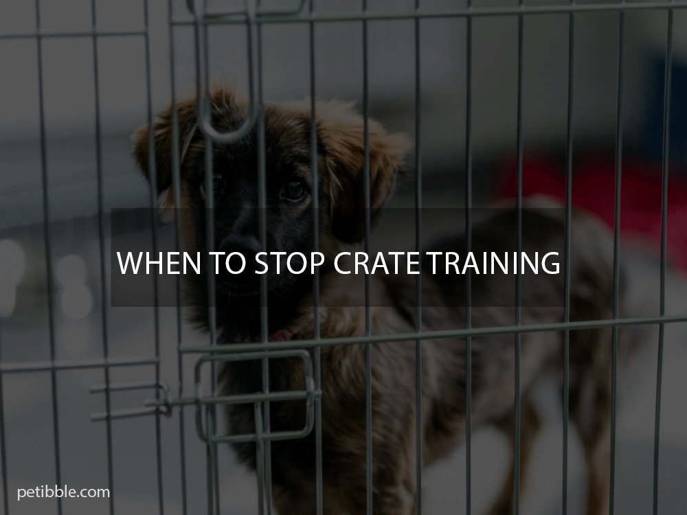 when to stop crate training