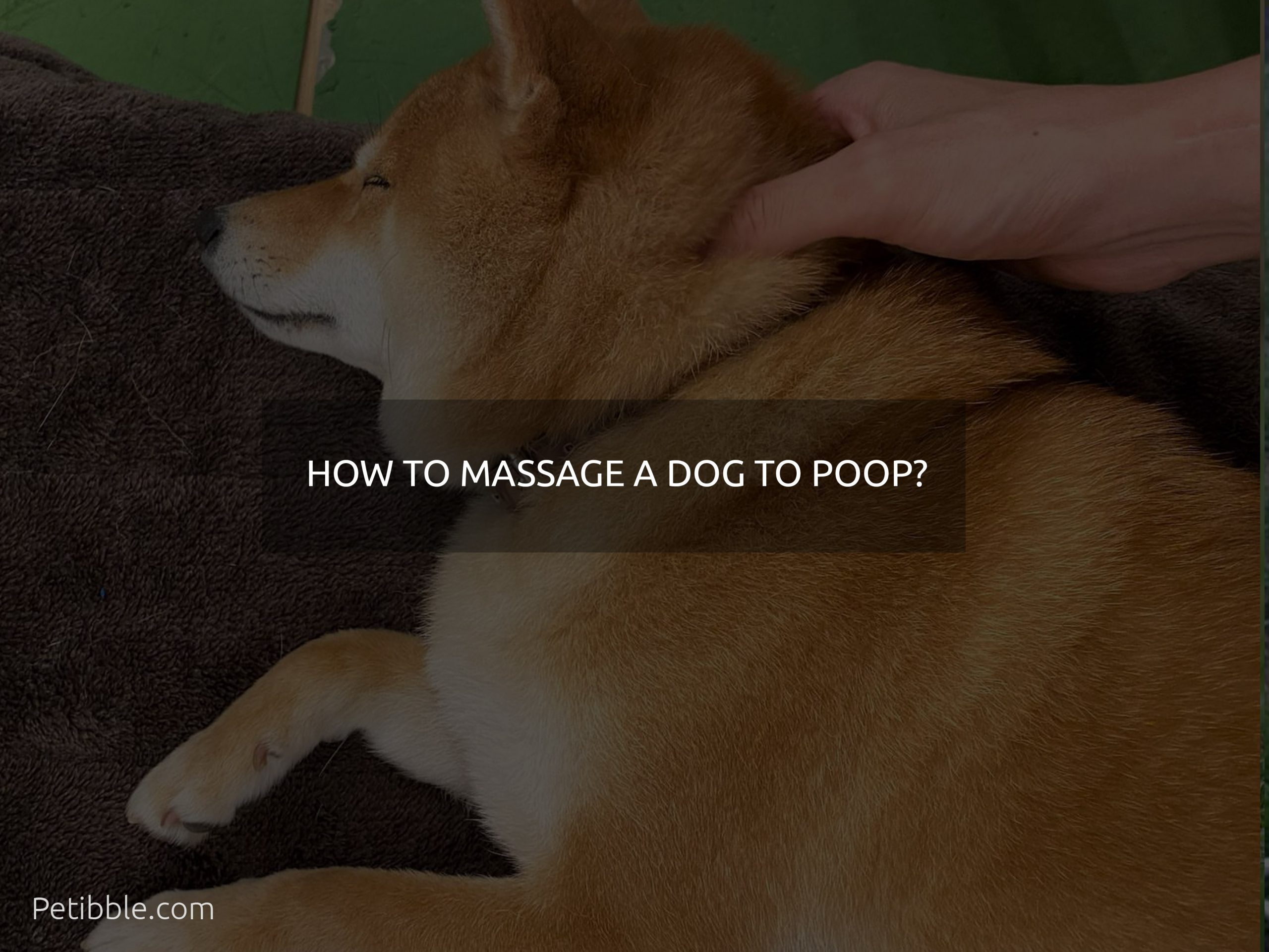 how to massage a dog to poop?